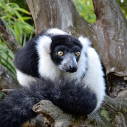 Zoos of La Flèche and Beauval